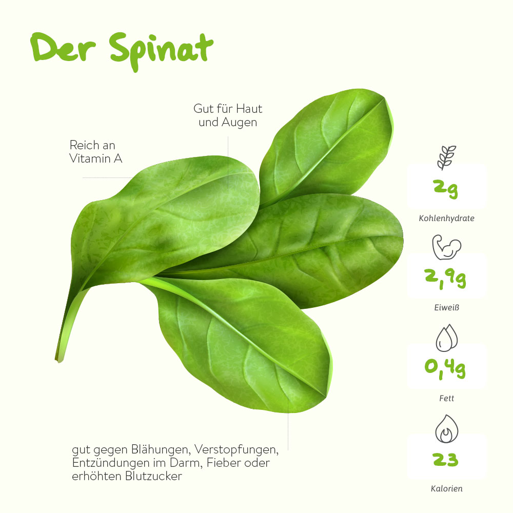 Der Spinat – die Vitamin-A-Bombe