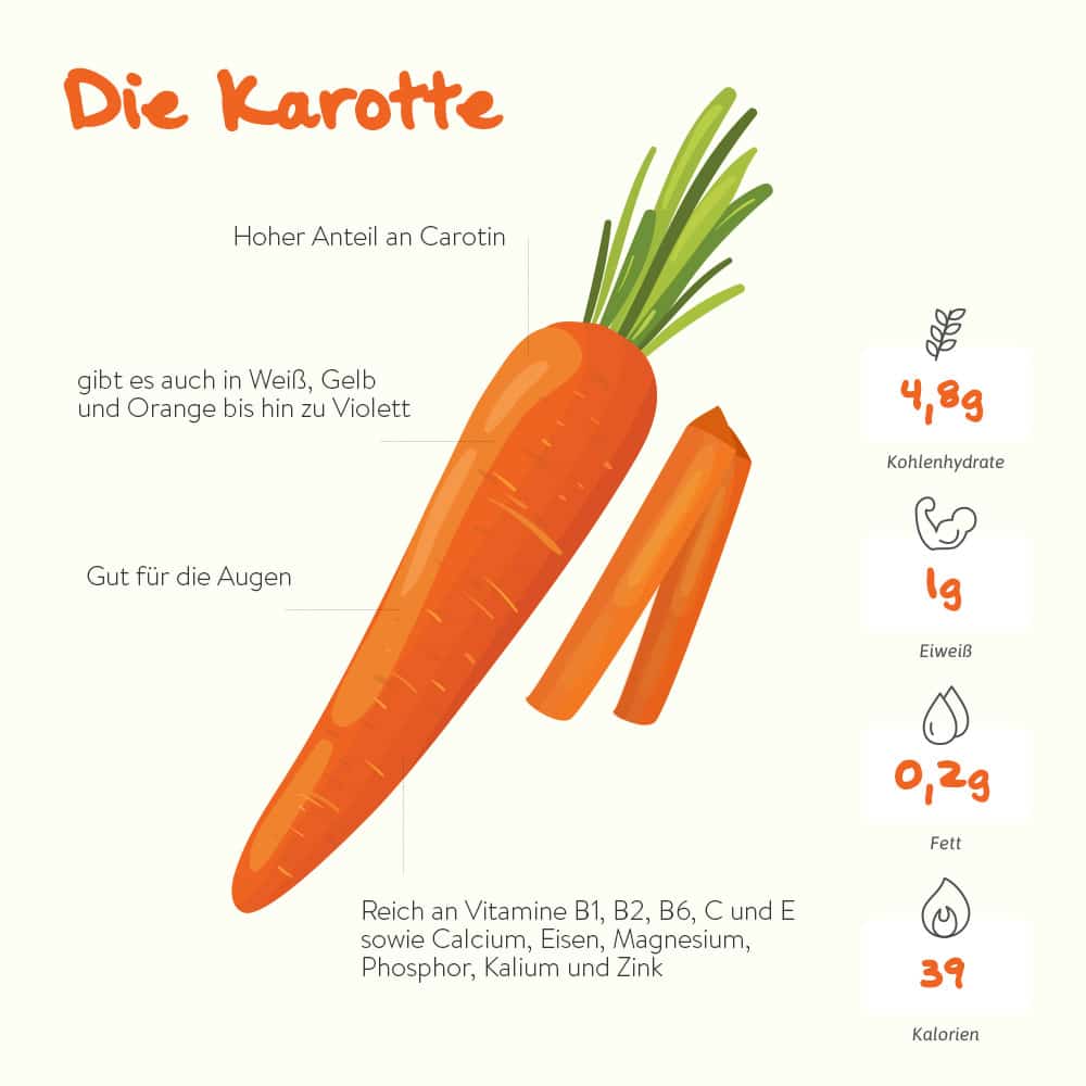 Die Karotte – der Carotin-Lieferant