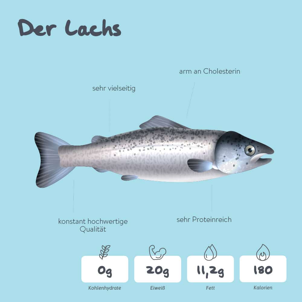 Lachs – der beliebteste Fisch