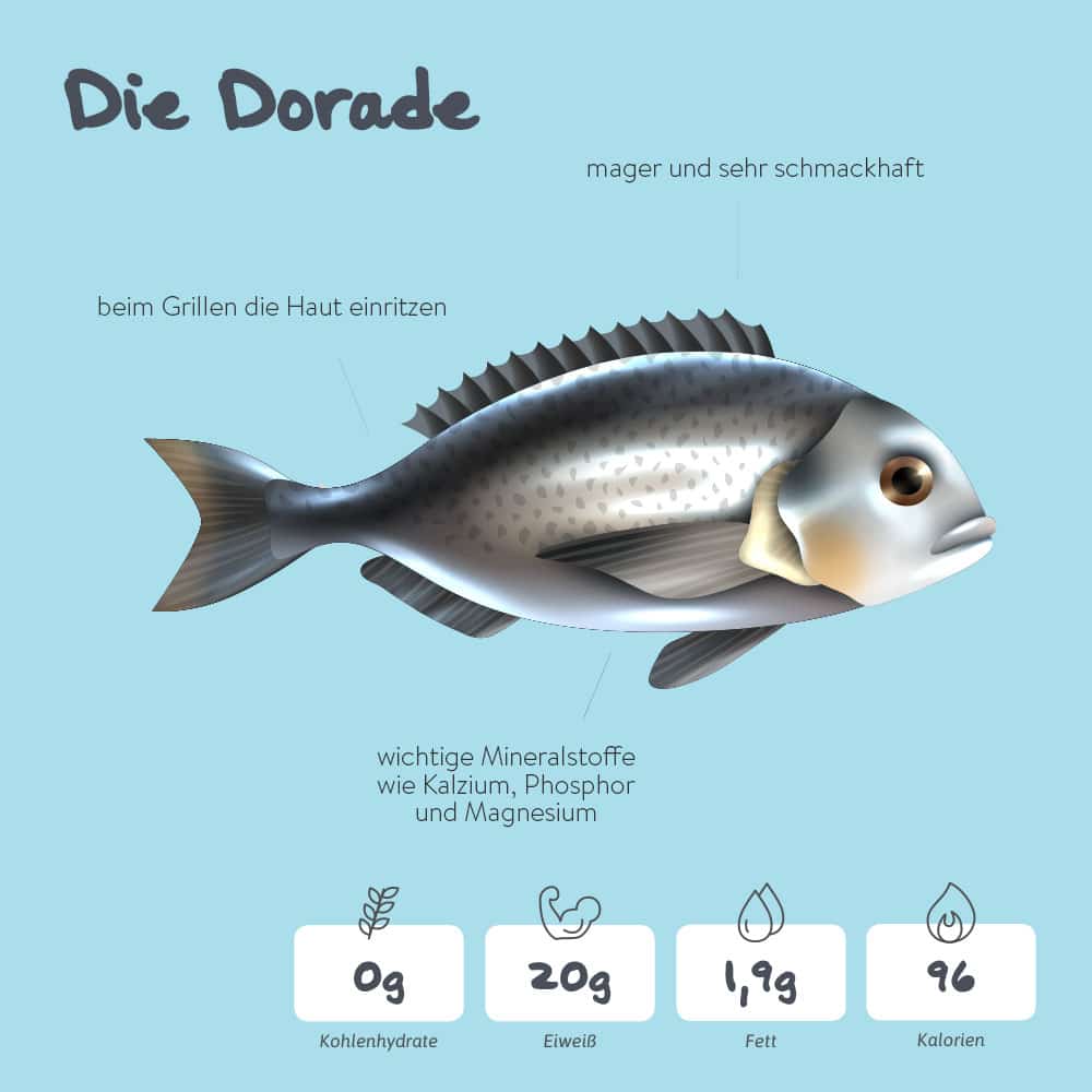 Dorade – der leckere Mittelmeerfisch