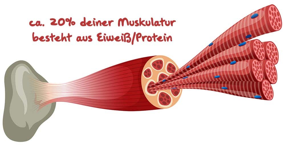 protein in muskeln