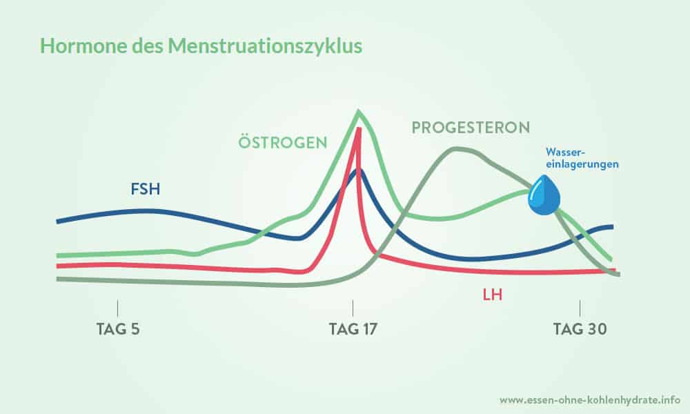 zyklus wassereinlagerungen